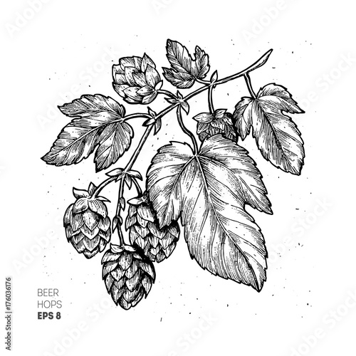 Beer hop illustration. Engraved style illustration. Vintage beer design. Vector illustration