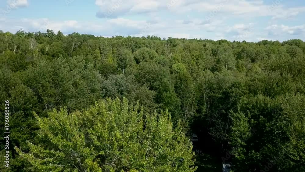 Tree tops on bright summer day - aerial shot Tree tops on bright summer day - aerial shot