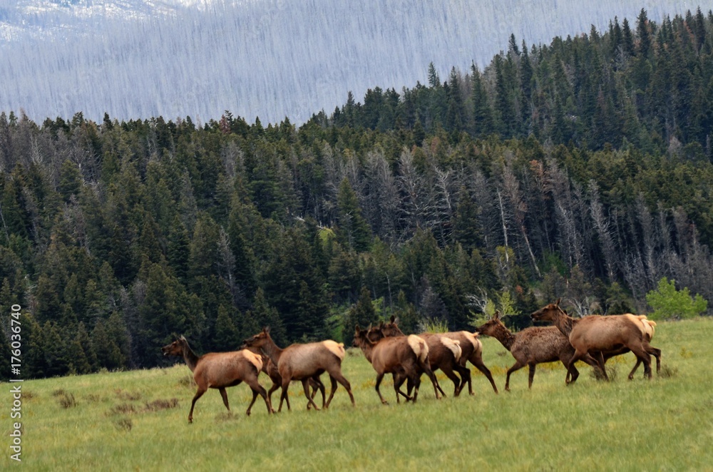 A herd of elk crossing a field! A herd of elk crossing a field!