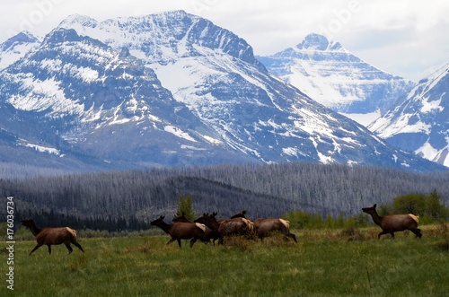 Elk passing by the snow covered mountains   