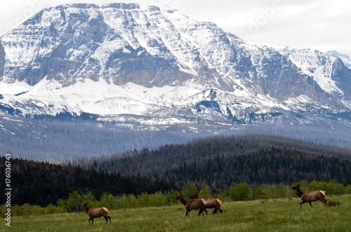 A herd of elk with a mountain back ground!  © Cheryle
