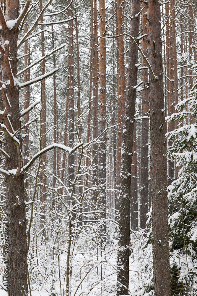 Fototapeta premium Trunks of pine in winter