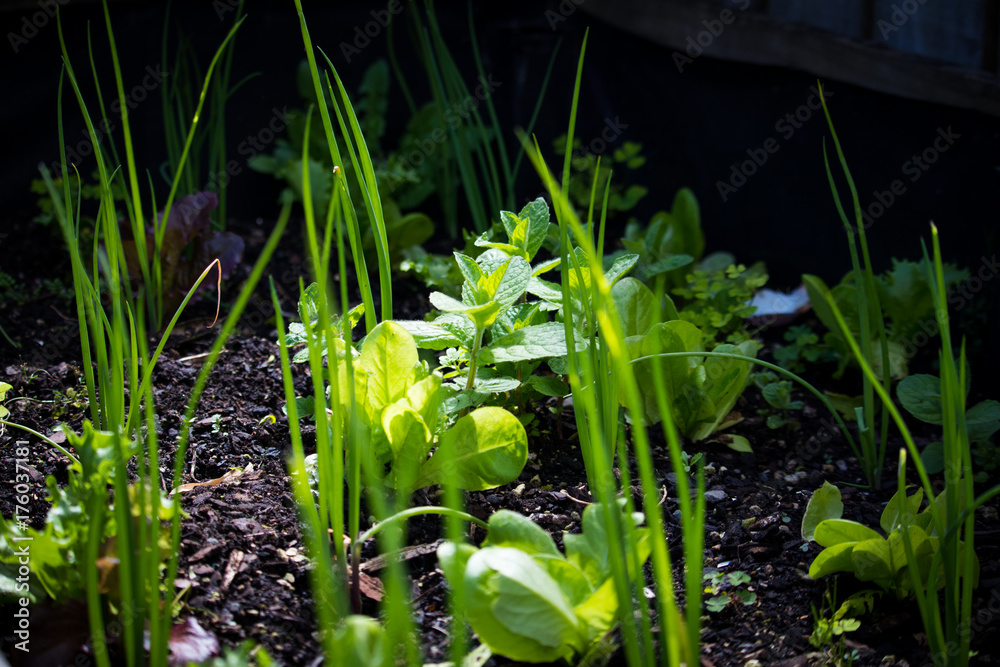 Obraz premium Veggie Garden