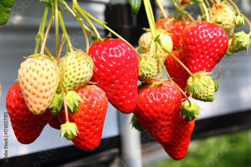 Tableau sur toile Strawberry / strawberry in the farm at spring