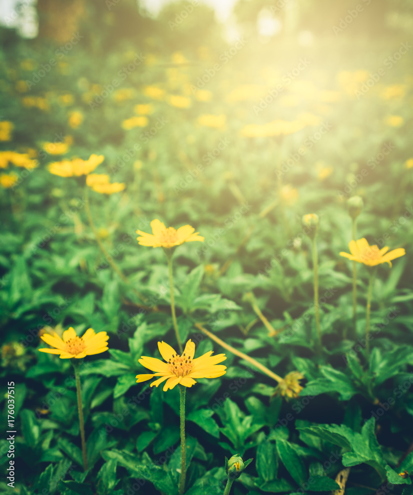 Beautiful yellow flowers with spring background at sunset light