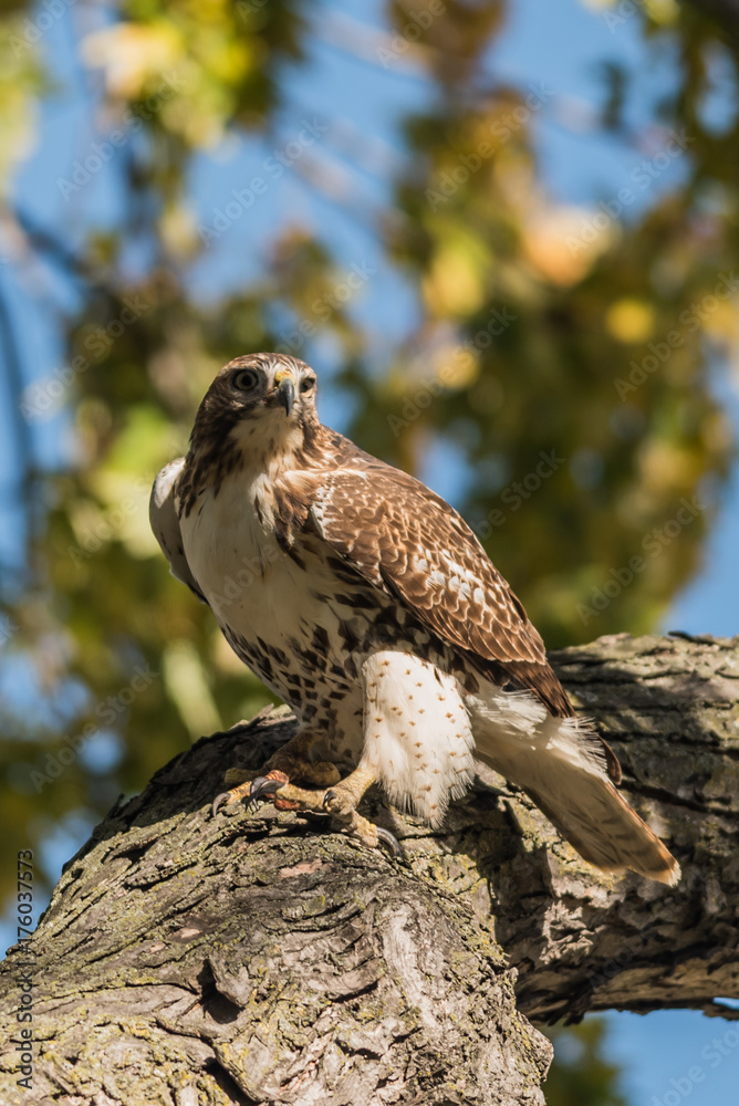 Obraz premium Red-Tailed Hawk 