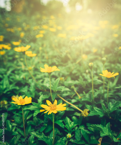 Beautiful yellow flowers with spring background at sunset light