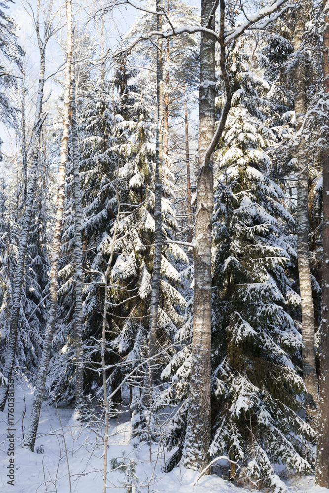 Fototapeta premium Trees in winter