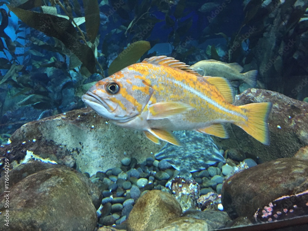 Naklejka premium Fish in Aquarium