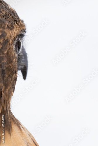 Red tail hawk suspects it's being watched