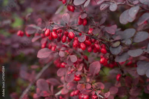 Фотография baies rouges sur Berberis dans une haie