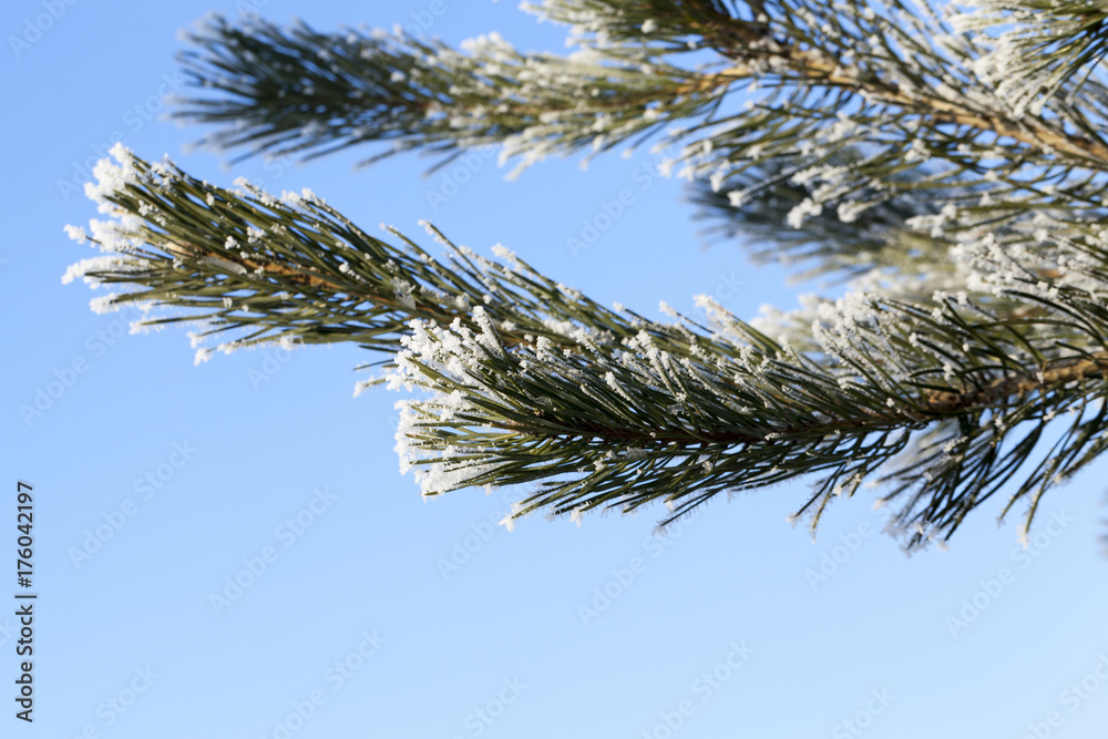 Naklejka premium Winter time