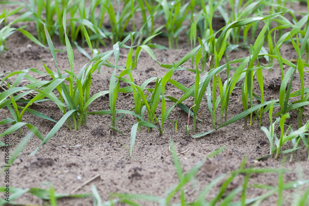 Fototapeta premium Rows of young wheat