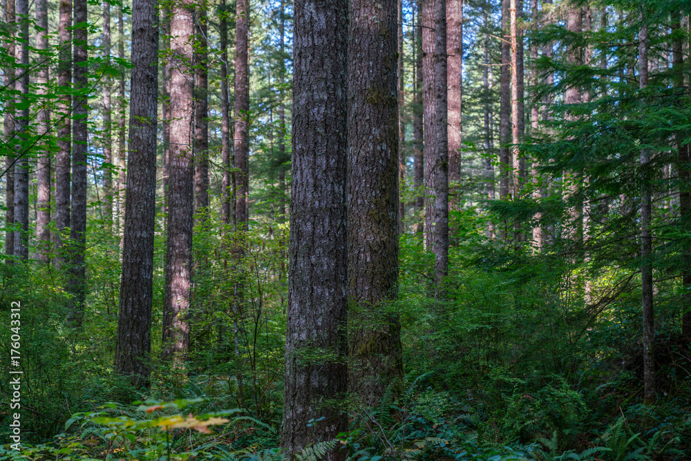 Fototapeta premium McLane Creek Forest
