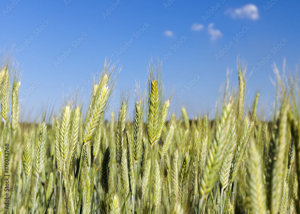 Field with cereal Field with cereal
