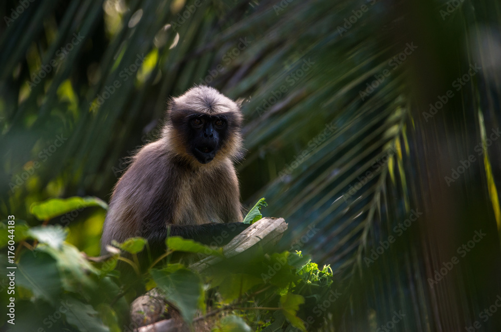 Obraz premium Surprised Monkey