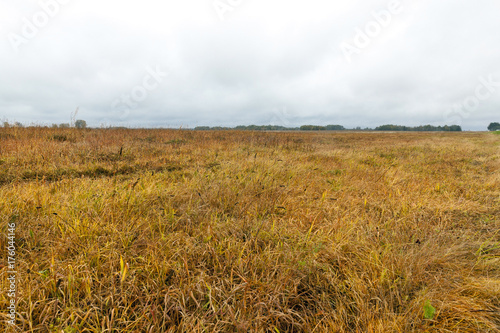 yellowed grass  autumn