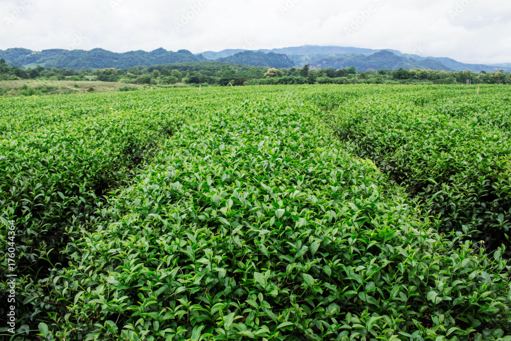 tea farm with the nature.