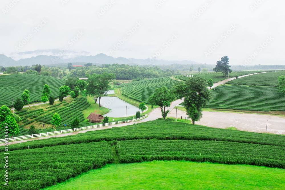 Tea plantations and pathways.