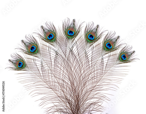 Peacock feathers on white background.