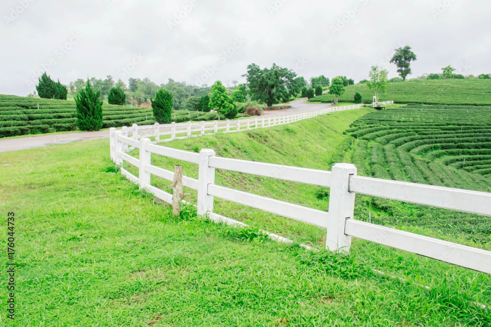 White fence on tea farm.