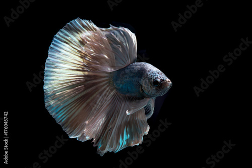 Tail of Copper betta fish, siamese fighting fish on black background isolated