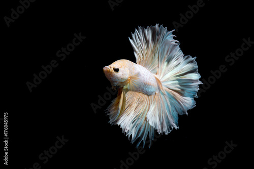 Gold betta fish, siamese fighting fish on black background isolated