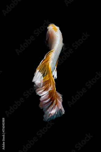 Fototapeta Naklejka Na Ścianę i Meble -  Gold betta fish, siamese fighting fish on black background isolated
