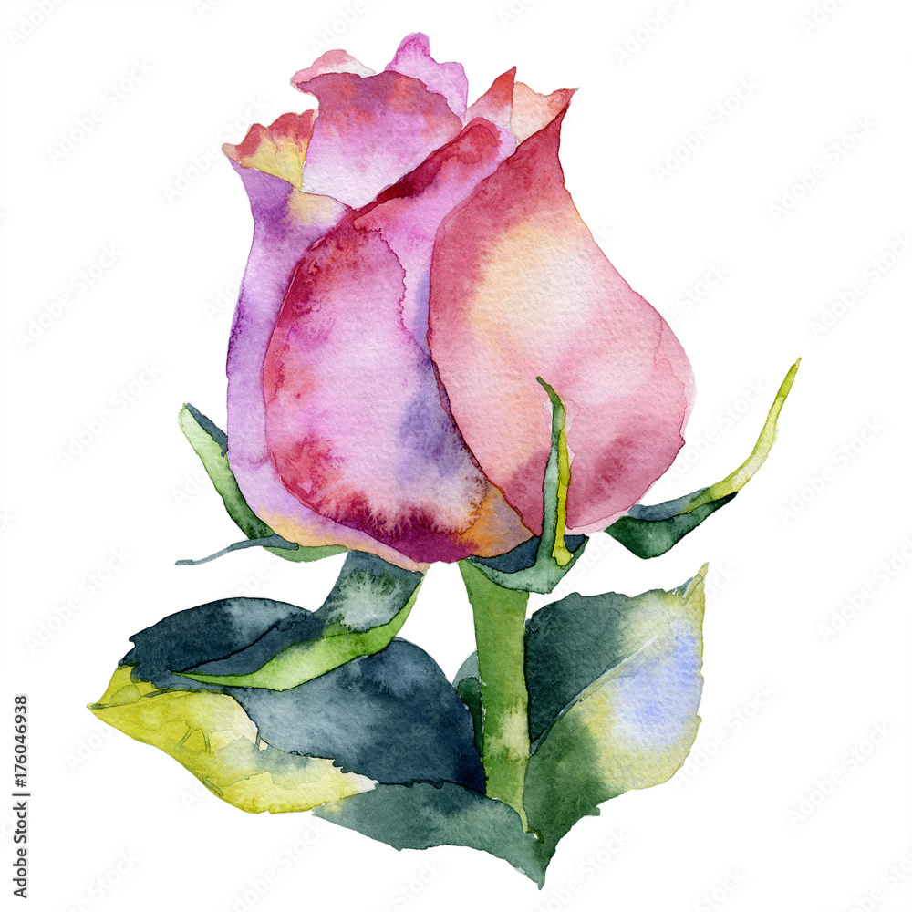 Fototapeta premium Red, beautiful, garden, noble rose. Juicy, beautiful, fragrant flower. Bush, decorative, vegetable garden. Watercolor. Illustration
