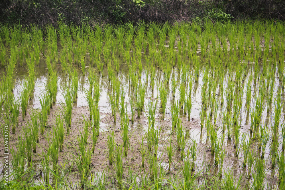 Obraz premium rice field wet mud plant nature background