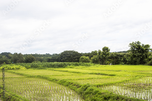 rice field wet mud plant nature background