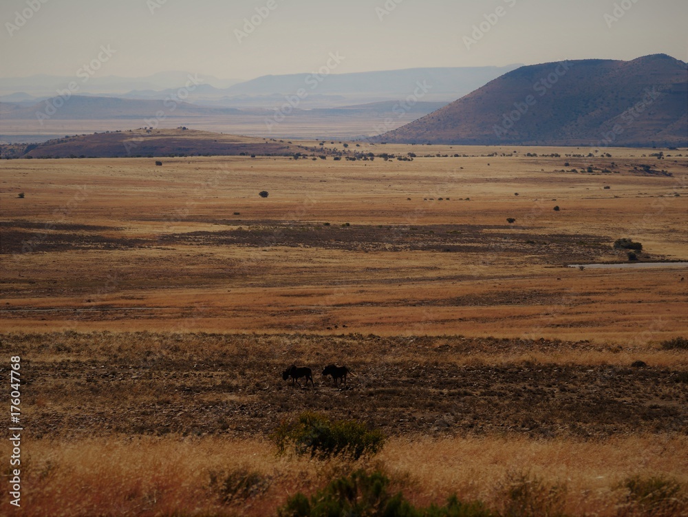 Fototapeta premium African landscape