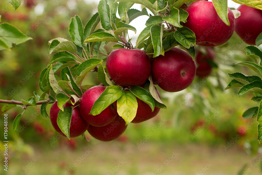 Obraz premium Ripe apples on the branches of a tree in the garden. Selective focus.