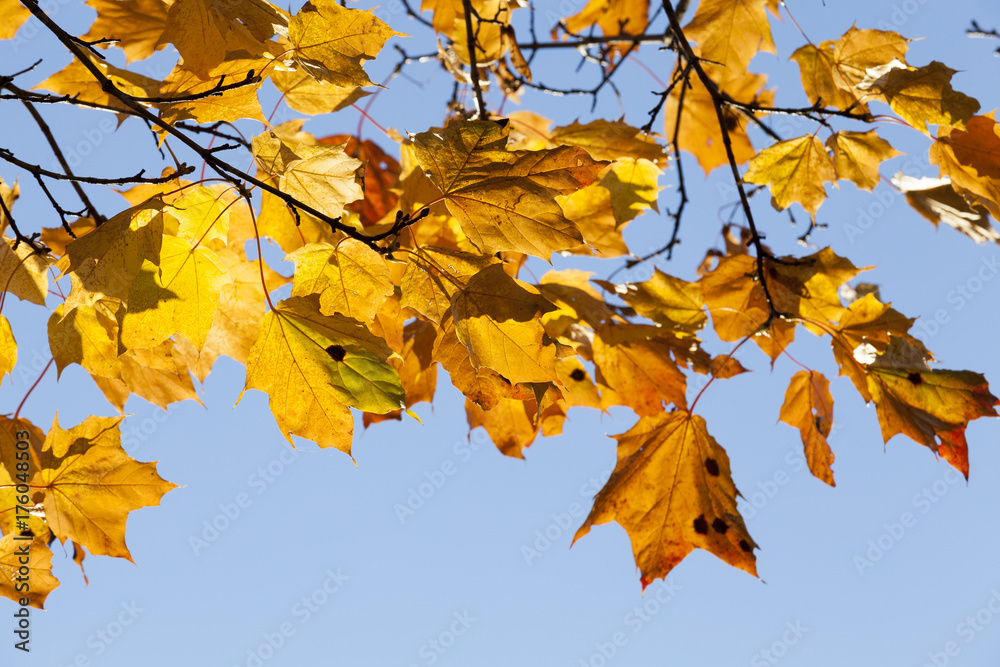 Autumn in the forest