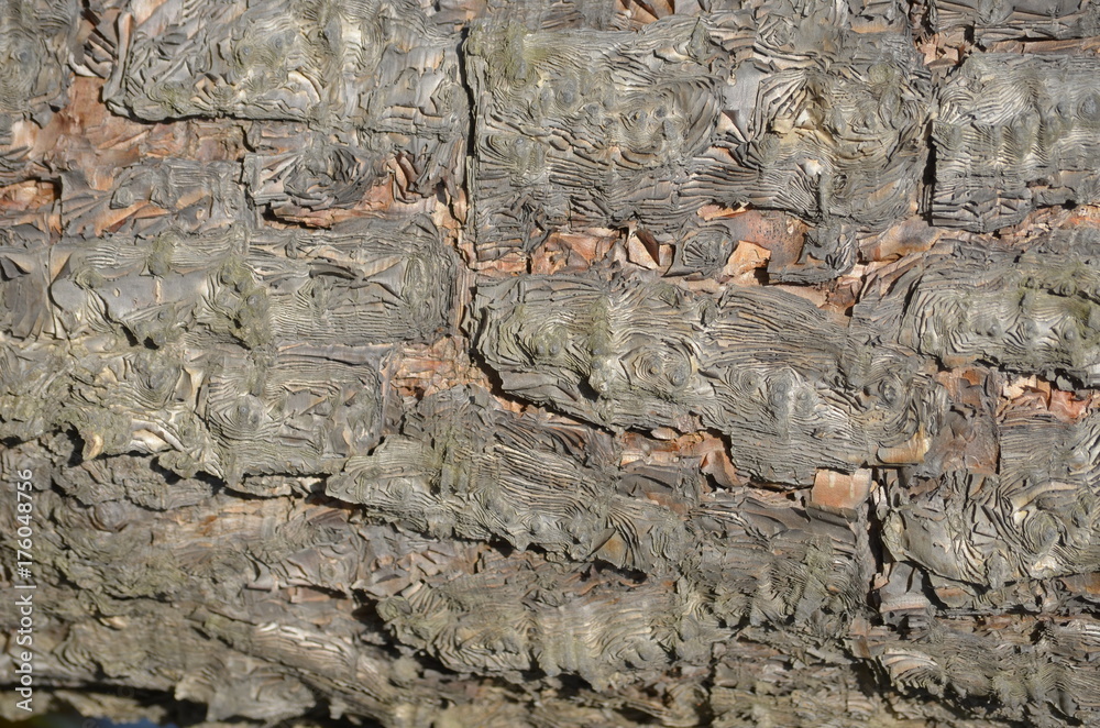 Fototapeta premium interesting texture of a tree in bright light