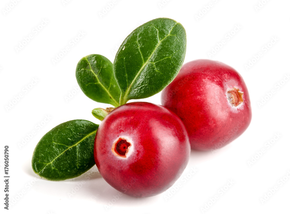 Cranberry with leaf isolated on white background closeup macro