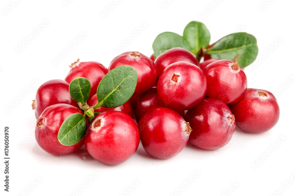 Cranberry with leaf isolated on white background closeup macro