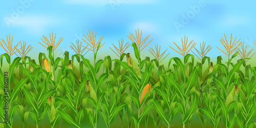 Horizontal seamless corn field with the blue sky / Realistic vector corn field in the harvesting time 