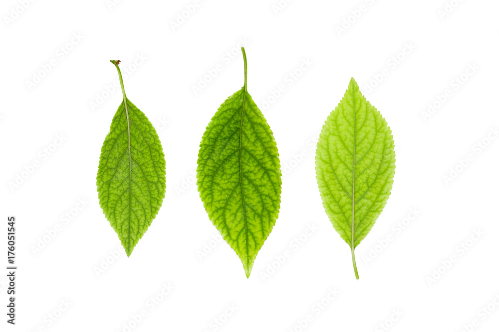 Green leaf Green leaf