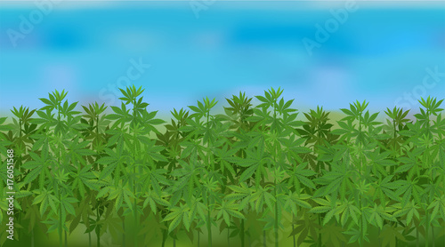 Horizontal seamless hemp field with the blue sky / Realistic vector hemp field in the harvesting time
