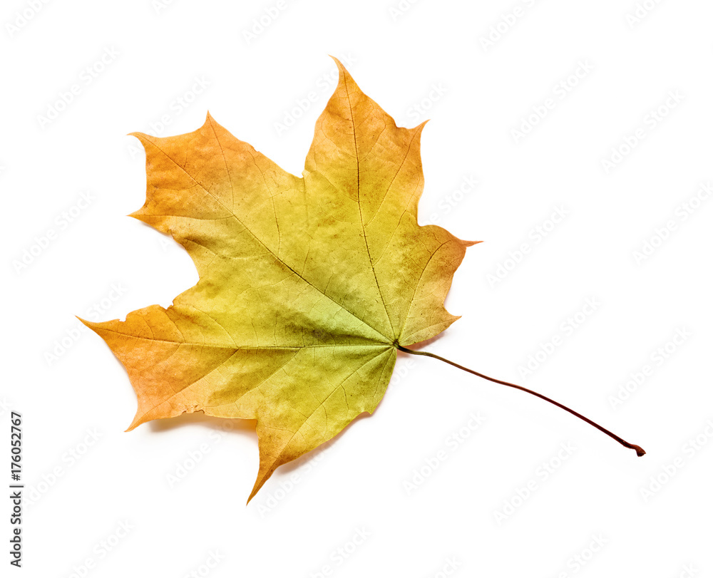 Autumn leaf isolated with clipping path. Autumn leaf isolated with clipping path.