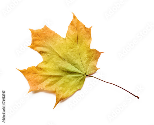 Autumn leaf isolated with clipping path.