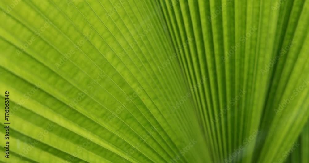 water rain drop on green palm leaf nature water rain drop on green palm leaf nature