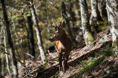 cerf © regis