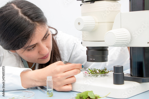 Young botanist at work, preparing fresh plant sample and examining specimen for further analysis