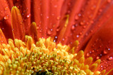 very beautiful bright orange flowers covered with dew