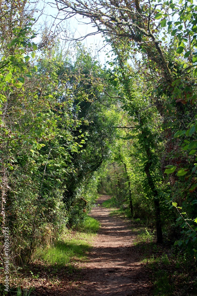 Fototapeta premium Waldweg