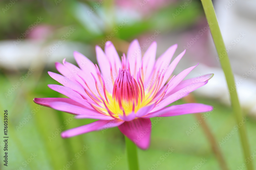 Pink lotus blooming lotus growing in the tub. Pink lotus blooming lotus growing in the tub.