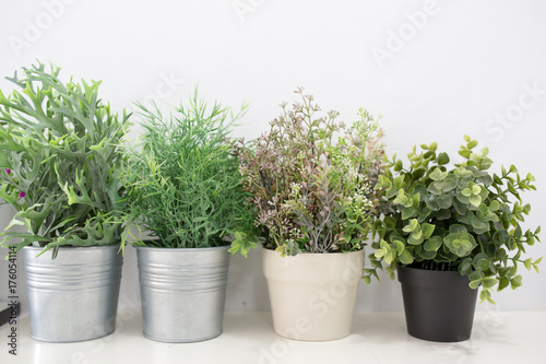 Green plants in pots