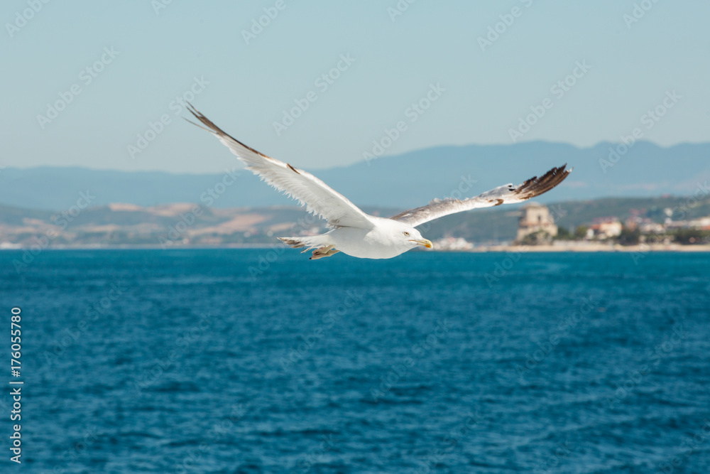 Seagull Flying over the sea